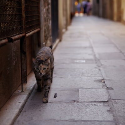 ムラーノ島の路地を歩く猫（イタリア）の写真
