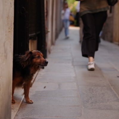 ベネツィアのムラーノ島の路地で茶色い犬と出会う（イタリア）の写真