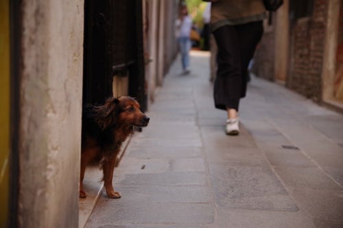 ベネツィアのムラーノ島の路地で茶色い犬と出会う（イタリア）の写真