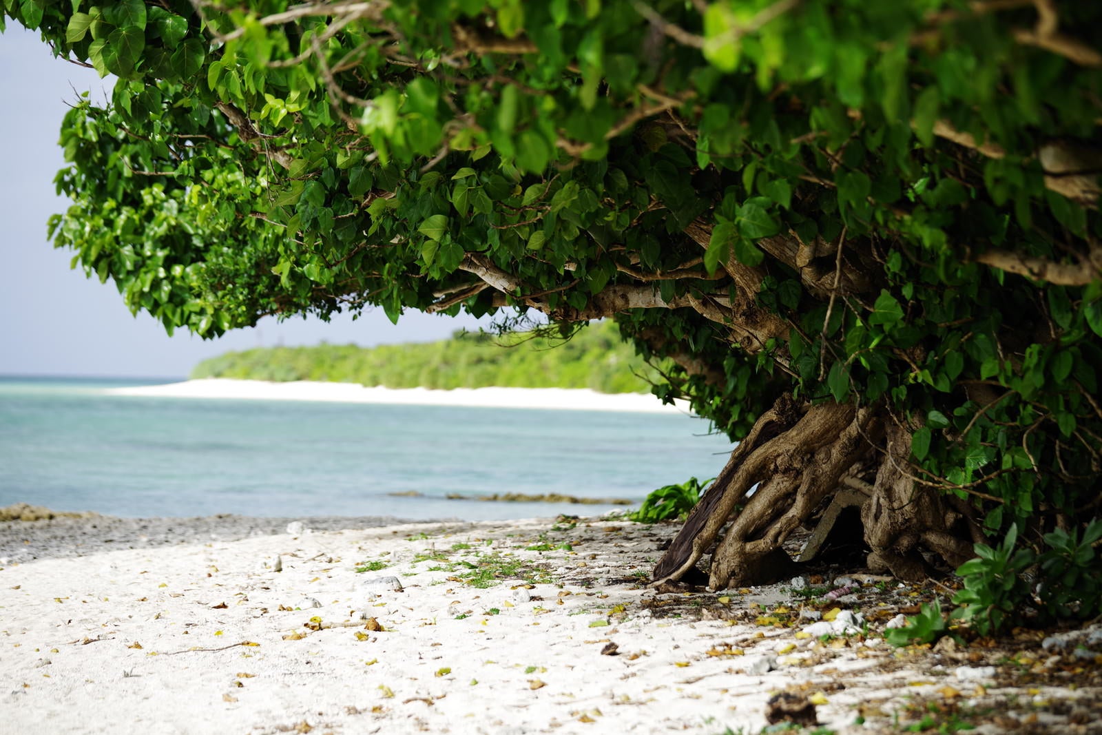 「南国の白い砂浜とガジュマルの木」の写真