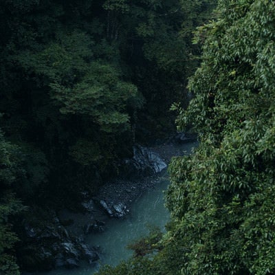 朝靄の森の渓流の写真