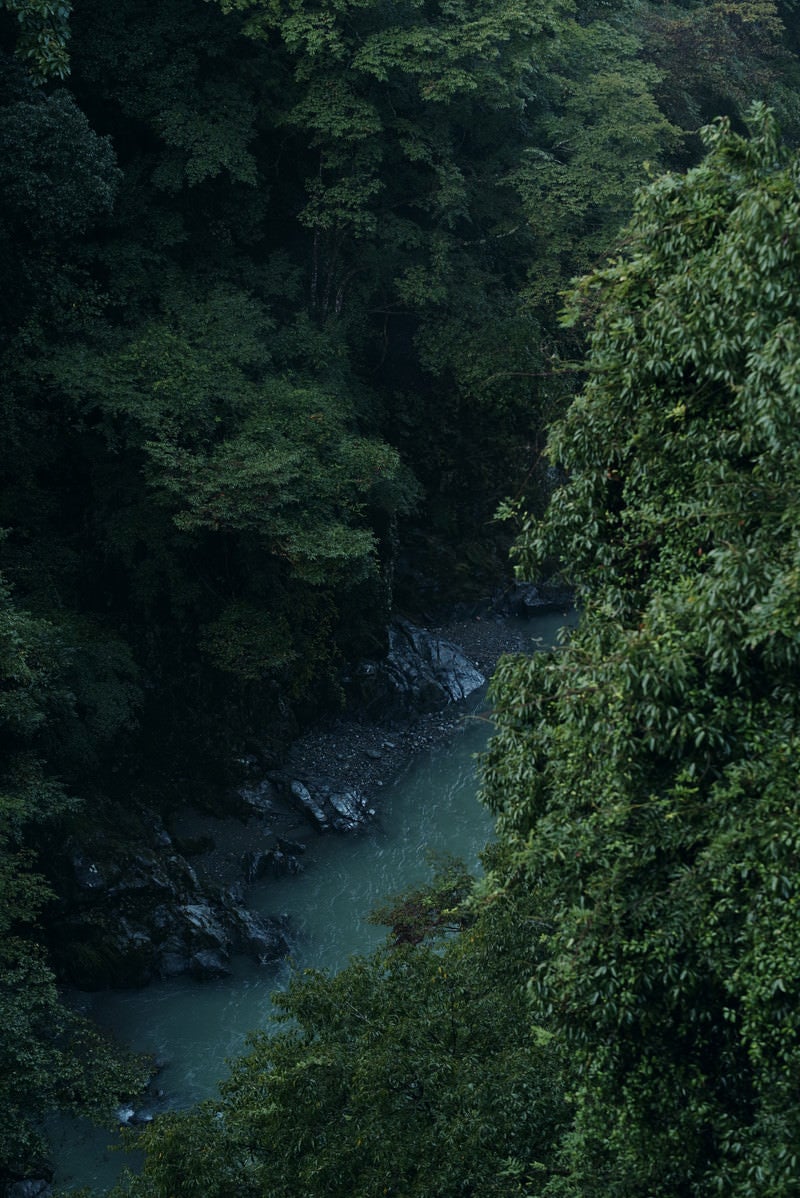 「朝靄の森の渓流」の写真