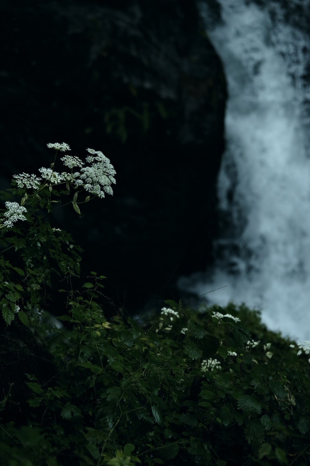 「滝の水しぶきで濡れる植物」の写真