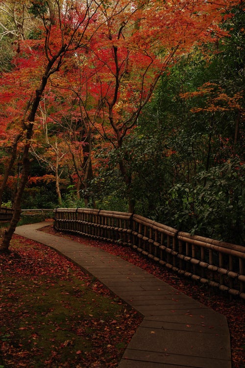 秋の庭園と紅葉の写真