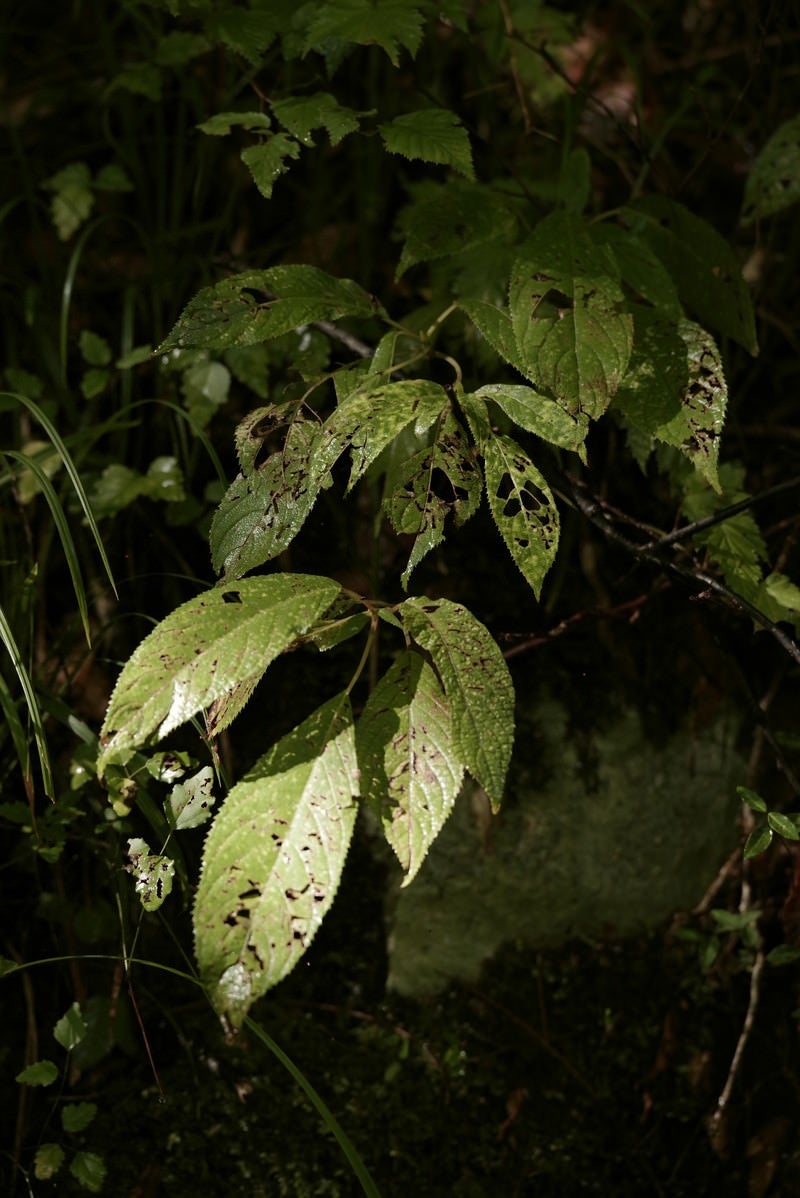 「日差しを浴びる虫食いの葉」の写真