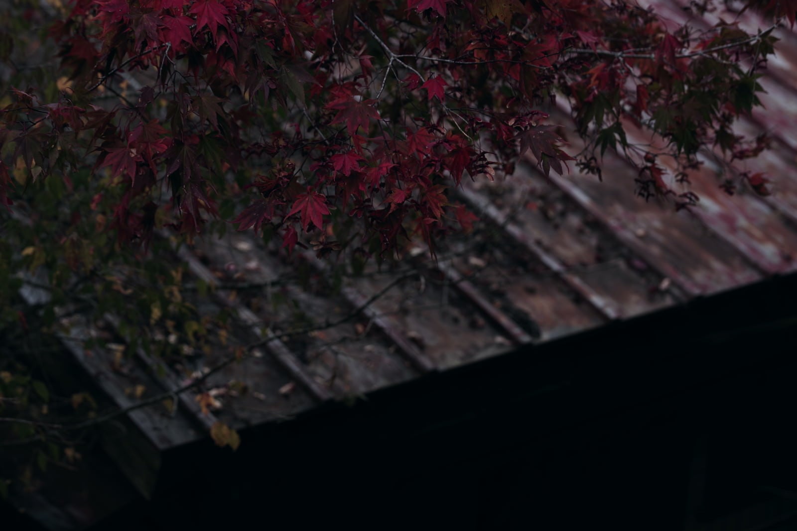 「紅葉と荒れたトタン屋根」の写真