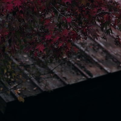 紅葉と荒れたトタン屋根の写真