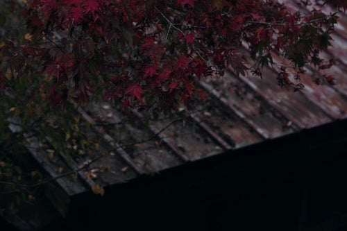 紅葉と荒れたトタン屋根の写真