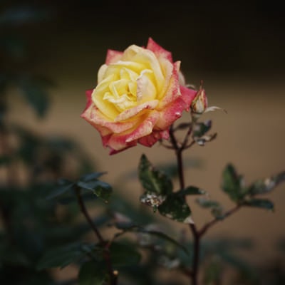 黄色とピンク色の少し傷んだ薔薇の写真
