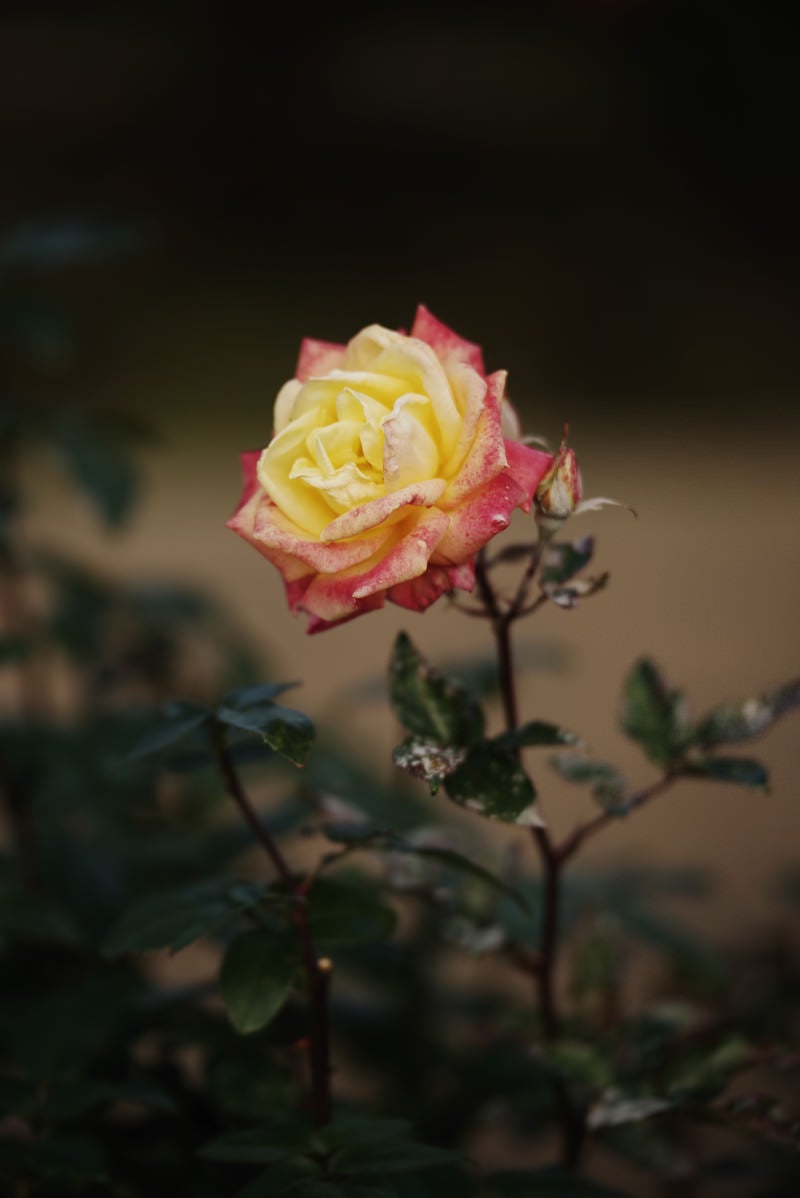 「黄色とピンク色の少し傷んだ薔薇」の写真