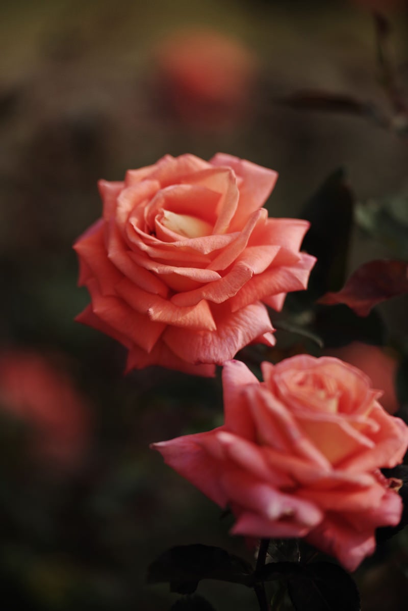 「薔薇園に咲くピンク色の薔薇」の写真