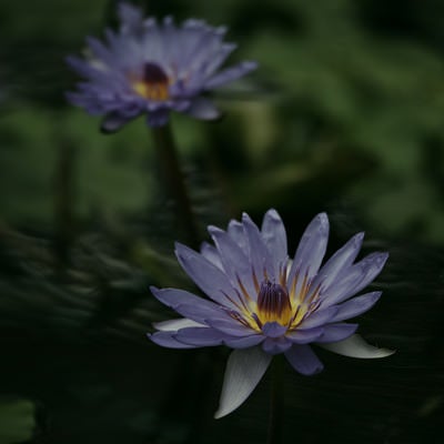 並んで咲く紫色の睡蓮の写真