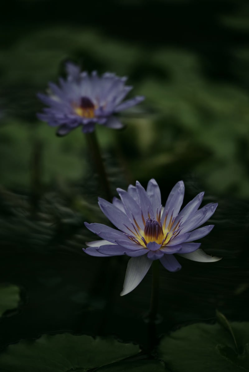 「並んで咲く紫色の睡蓮」の写真
