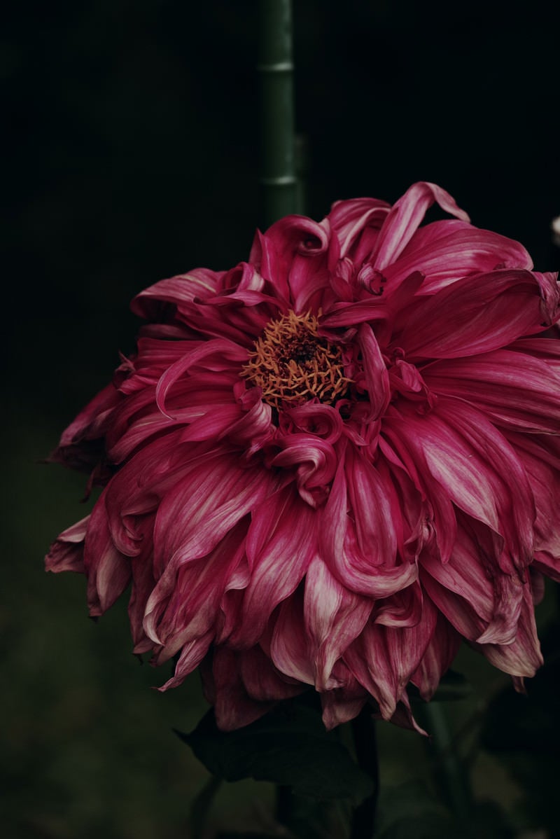 「朽ちたダリアの花」の写真