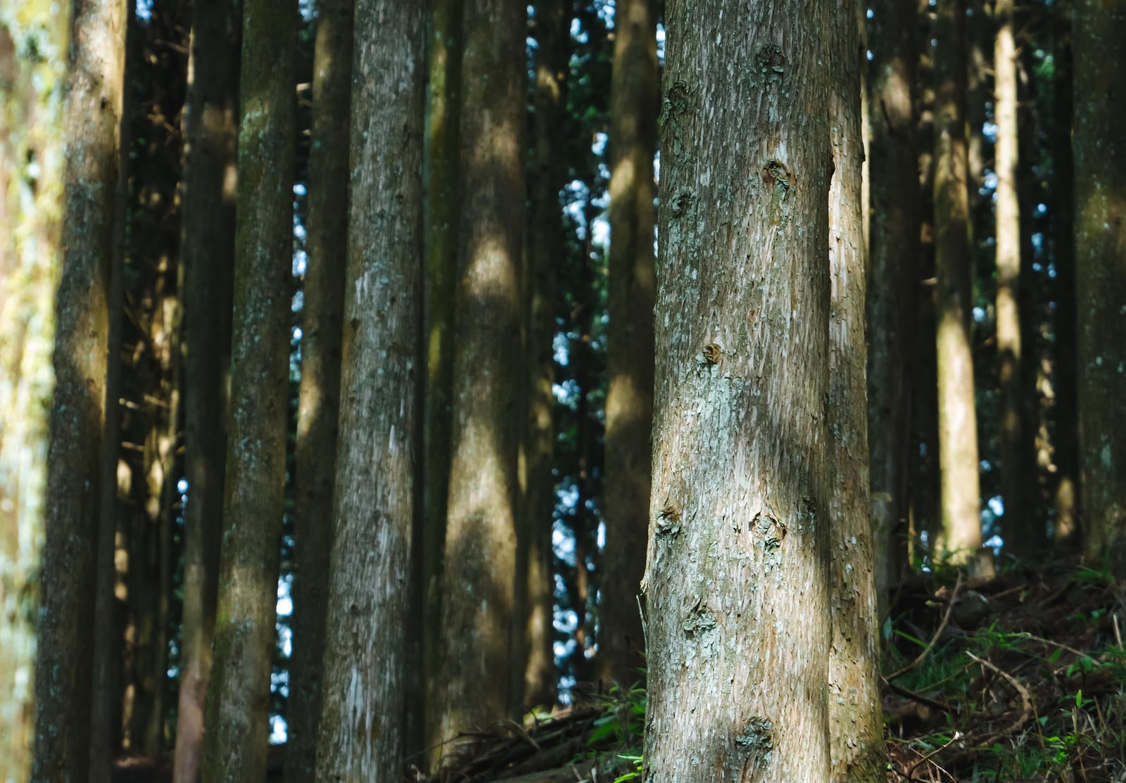 「植林された杉の木」の写真