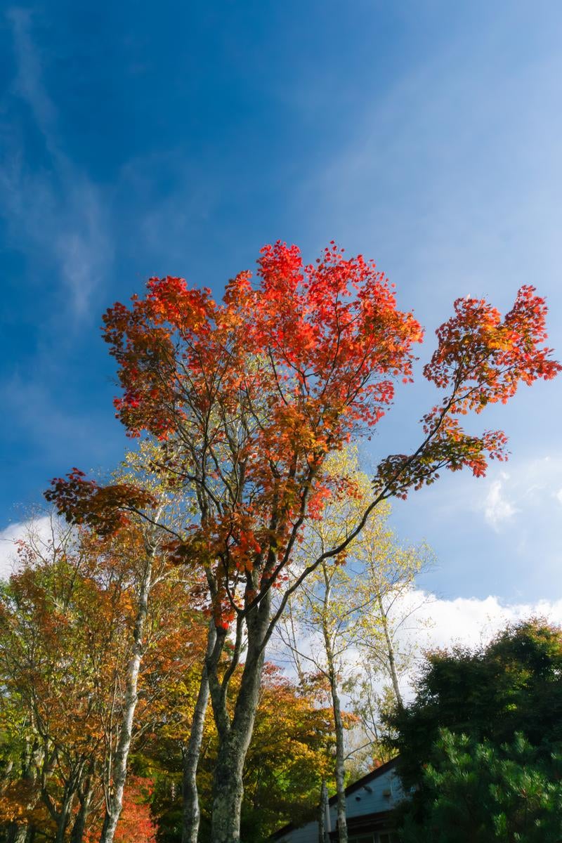 「秋空に映える紅葉した木々」の写真