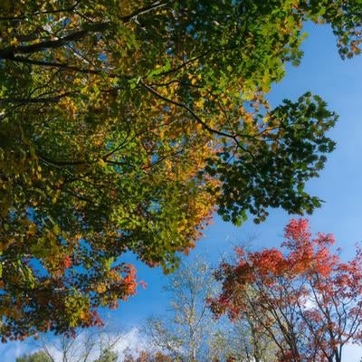 紅葉と青空が織りなす秋の風の写真