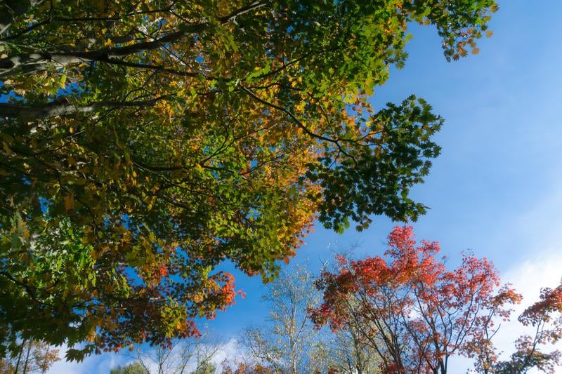 紅葉と青空が織りなす秋の風の写真