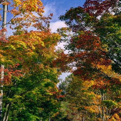 紅葉のトンネルを抜ける秋の小道の写真