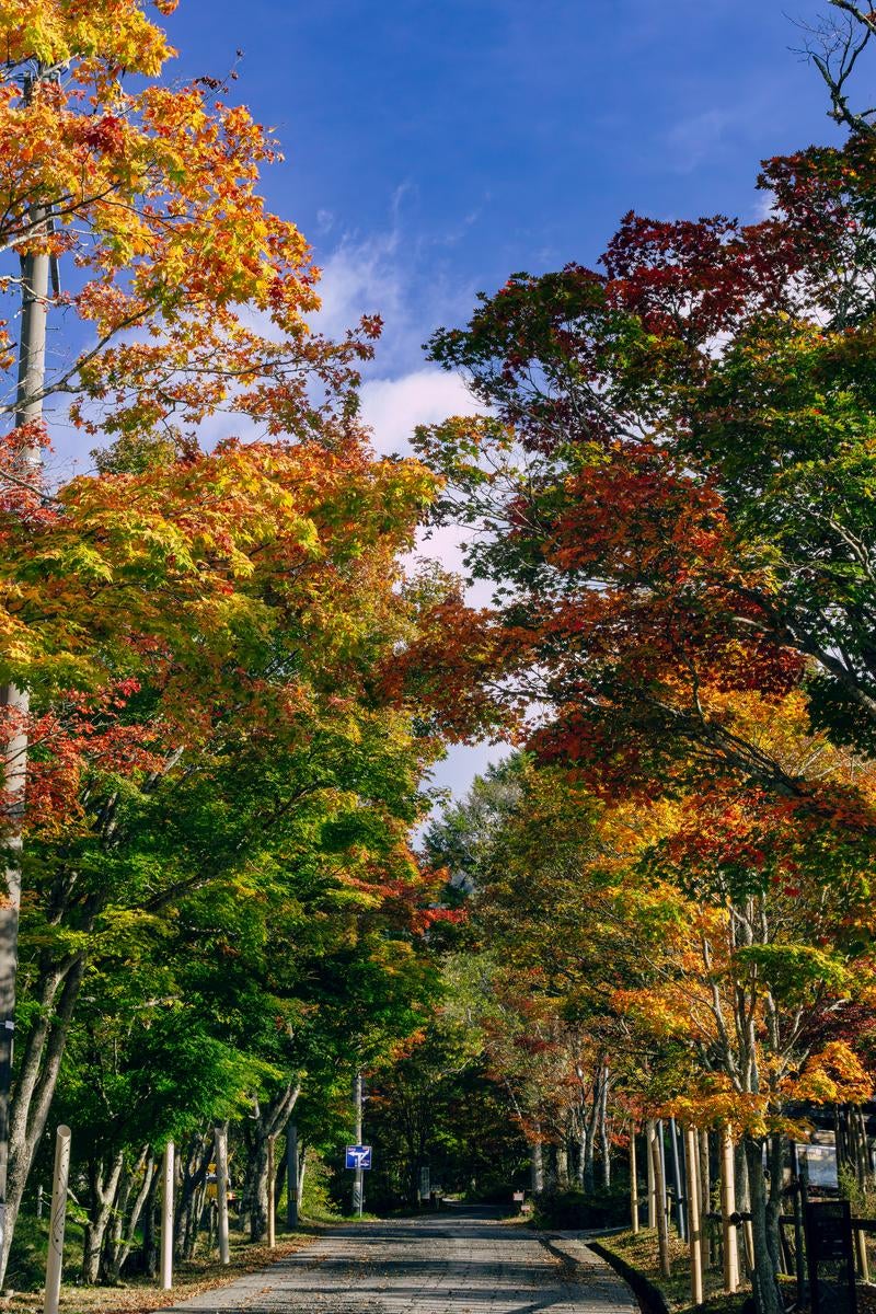 「紅葉のトンネルを抜ける秋の小道」の写真