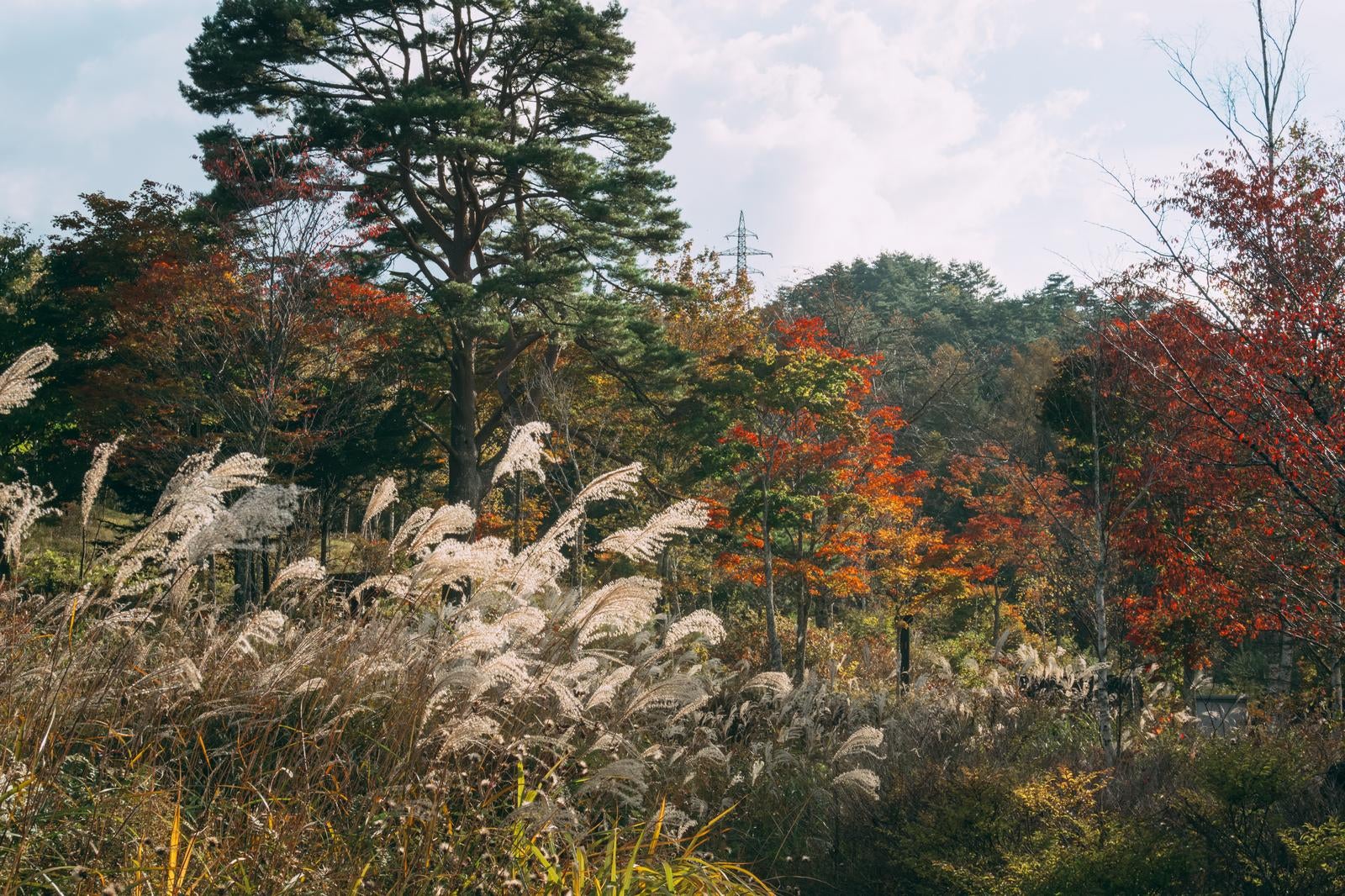 「ススキと紅葉の織りなす秋の詩情」の写真