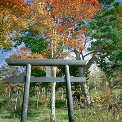 秋空に溶け込む鳥居と祠の写真