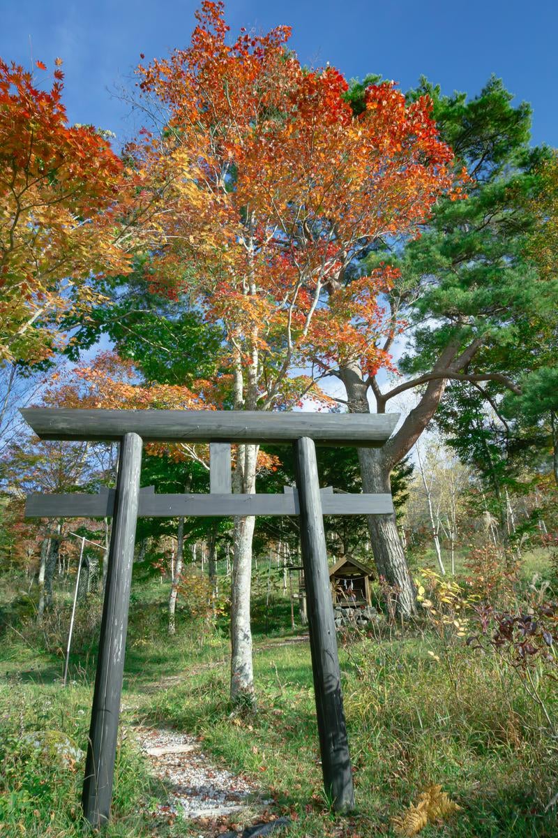 秋空に溶け込む鳥居と祠の写真