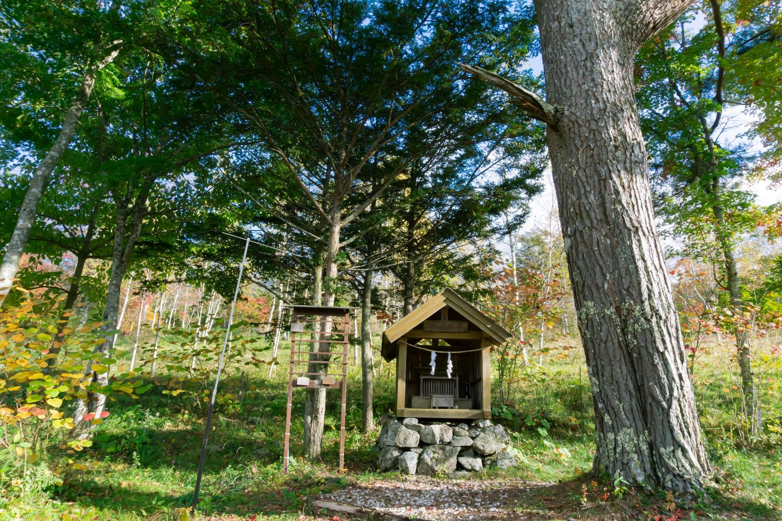 「木漏れ日の中の祠と石積みの台座」の写真