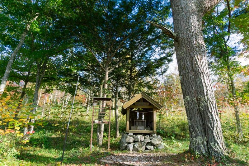 木漏れ日の中の祠と石積みの台座の写真