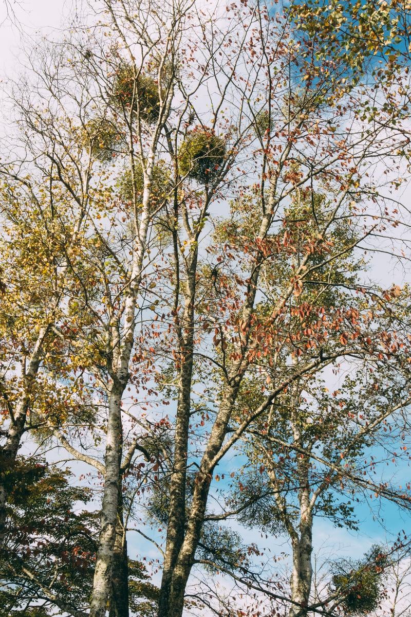 晩秋の木々に宿るヤドリギの群れの写真