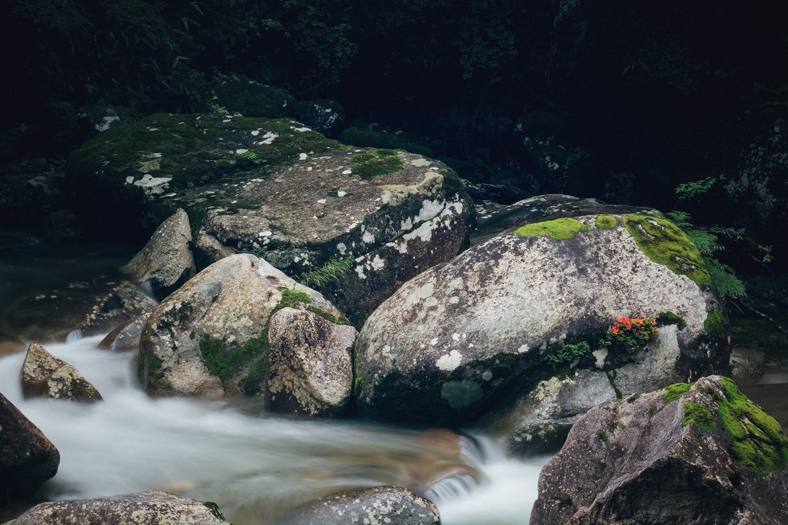 「岩に咲く 小戸名渓谷の岩つつじ」の写真
