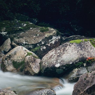 岩に咲く 小戸名渓谷の岩つつじの写真