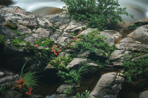 小戸名渓谷に咲く岩つつじの写真