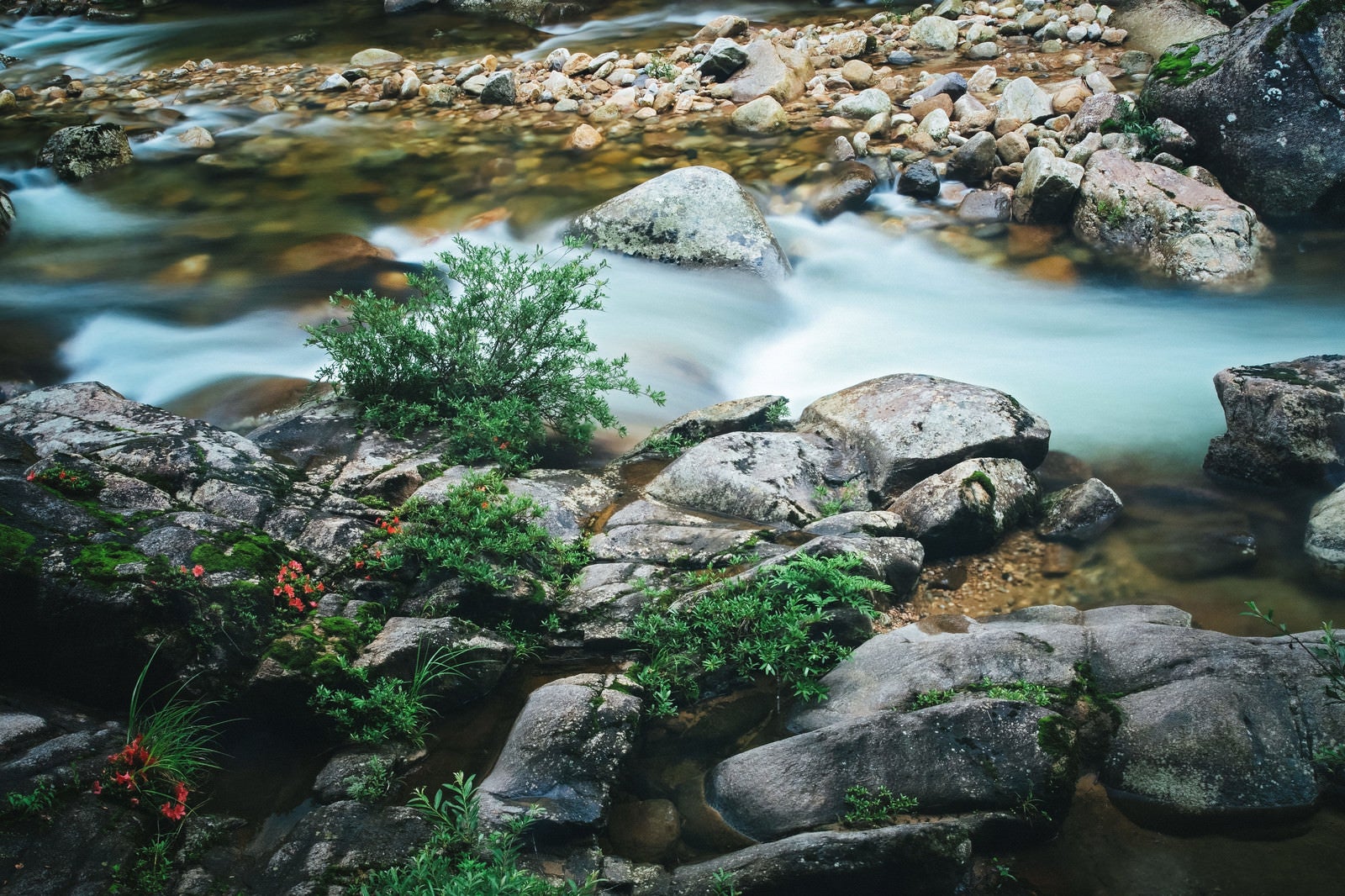 「小戸名の渓流と赤い岩つつじの花」の写真