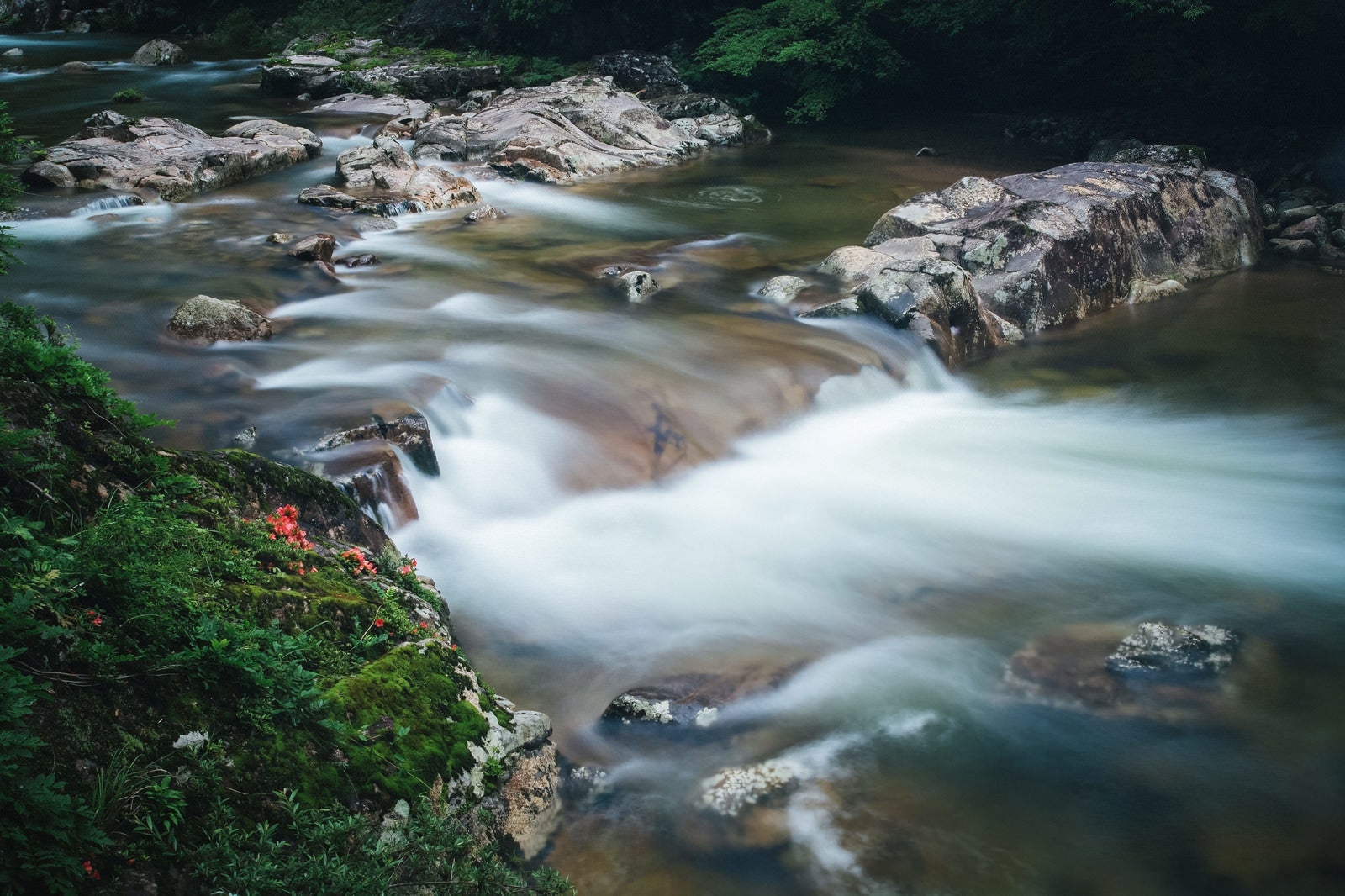 「渓流を眺める岩つつじの花」の写真
