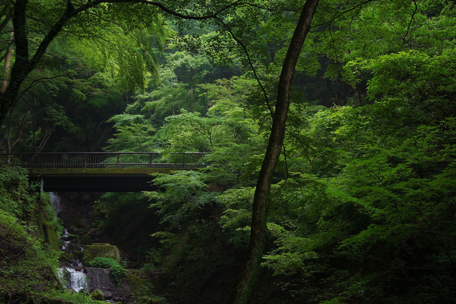 「新緑の中に浮かぶ苔むした橋」の写真