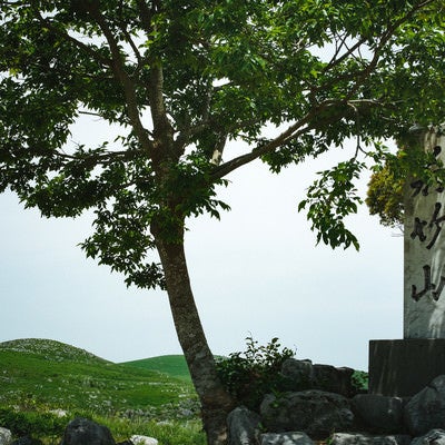 枝に隠れた若竹山山頂の石碑（山口県美祢市）の写真