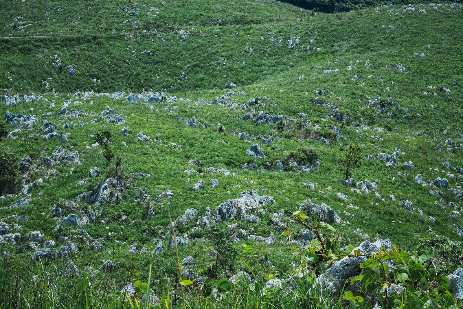 「石灰岩が立ち並ぶ緑の草原（山口県美祢市）」の写真