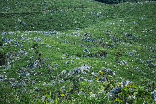 石灰岩が立ち並ぶ緑の草原（山口県美祢市）の写真