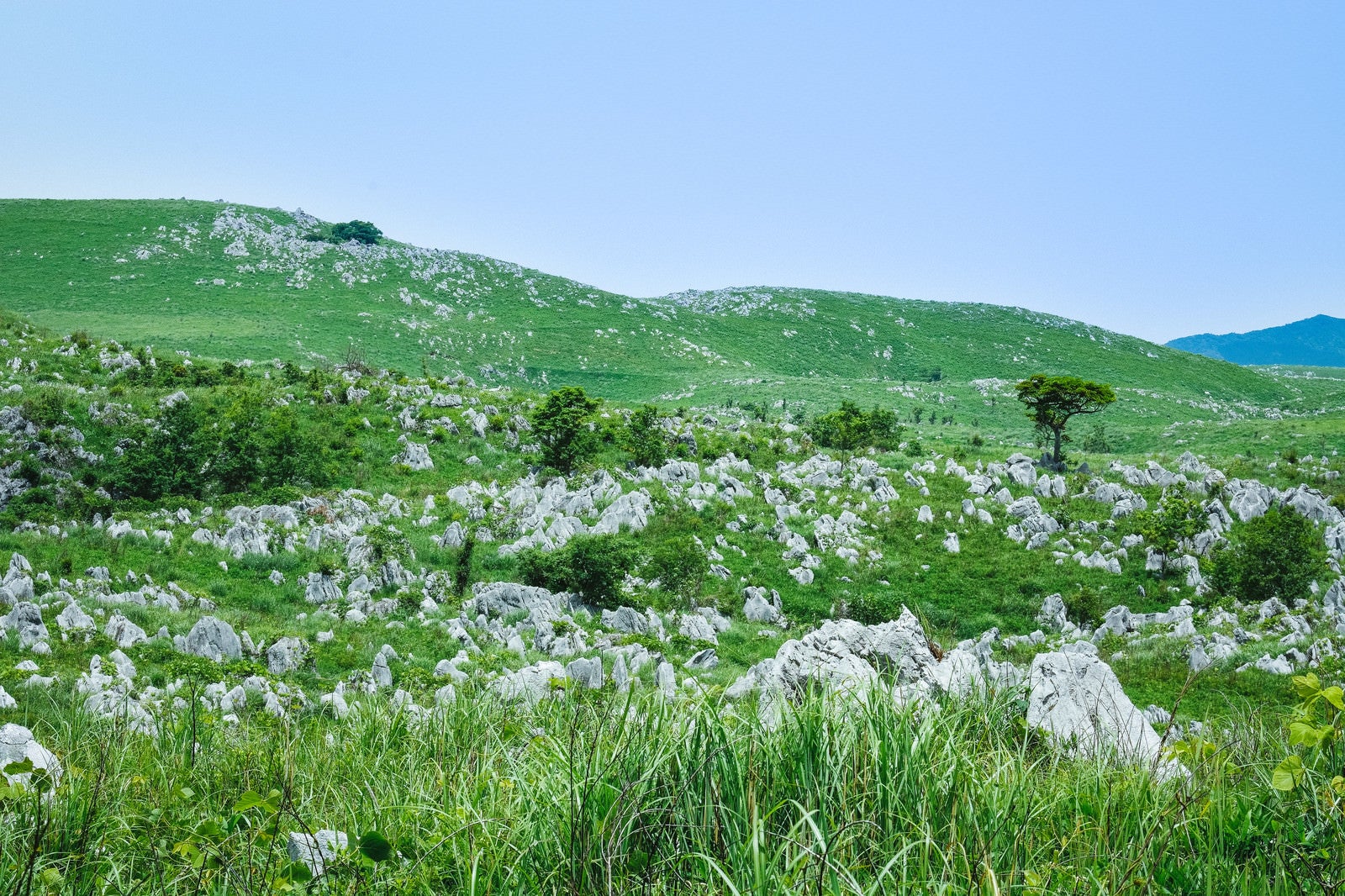 「新緑の草原に立ち並ぶ数えきれない石灰岩（山口県美祢市）」の写真