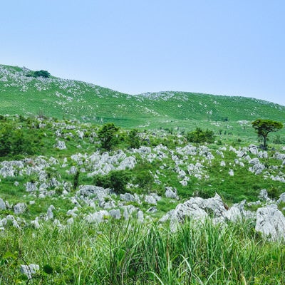 新緑の草原に立ち並ぶ数えきれない石灰岩（山口県美祢市）の写真