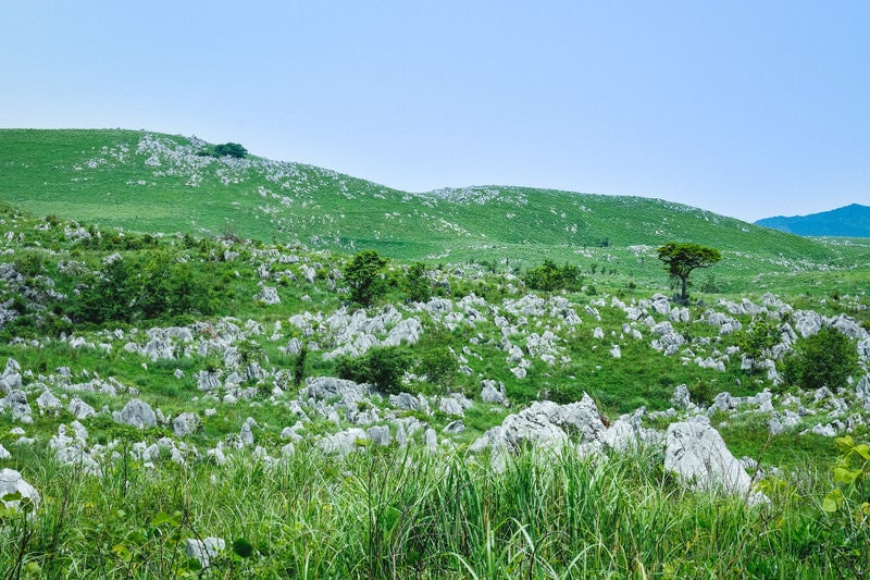 新緑の草原に立ち並ぶ数えきれない石灰岩（山口県美祢市）の写真