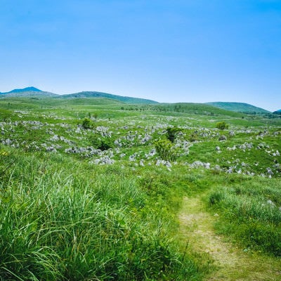 カルスト台地の草原を進む小道（山口県美祢市）の写真