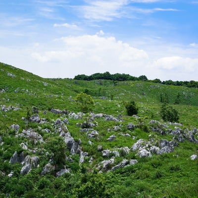 無数の石灰岩が露呈する草原（山口県美祢市）の写真