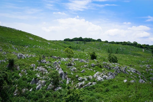 無数の石灰岩が露呈する草原（山口県美祢市）の写真