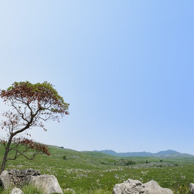 無数に散らばる石灰岩（山口県美祢市）の写真
