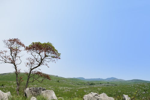 無数に散らばる石灰岩（山口県美祢市）の写真