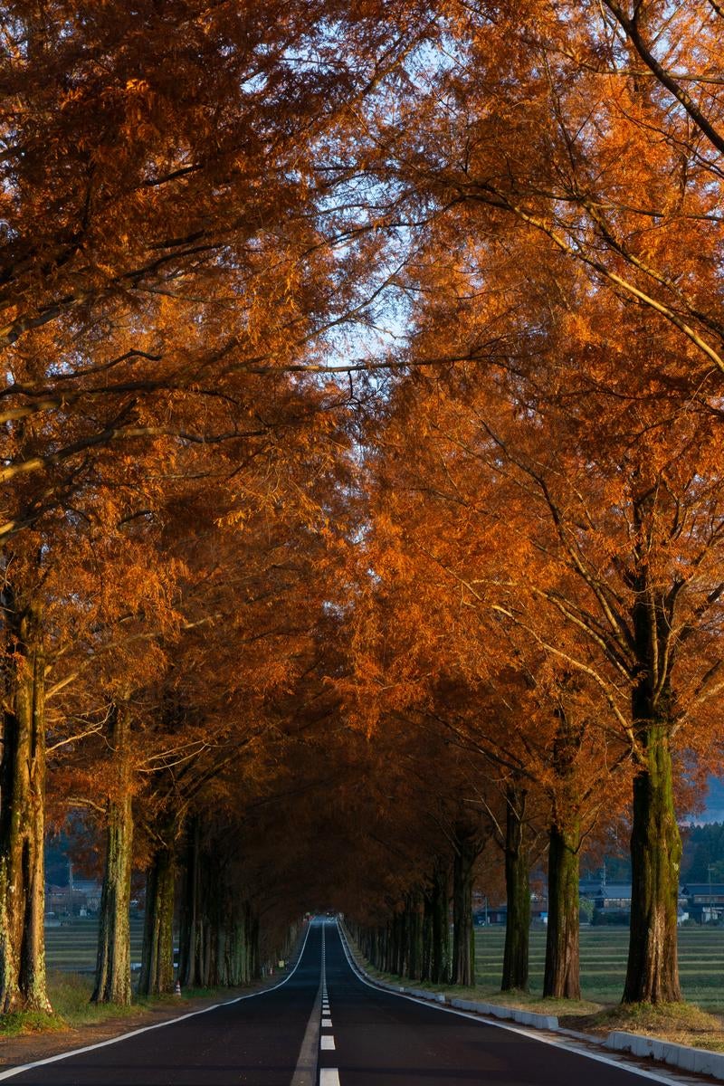 「紅葉のマキノメタセコイア並木」の写真