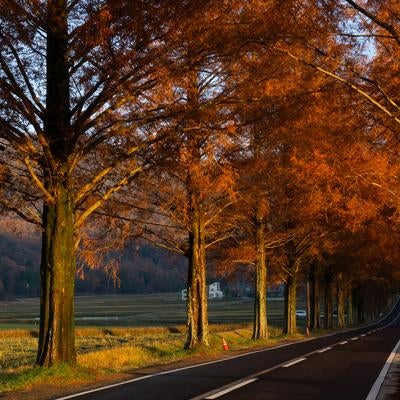 夕陽に染まる紅葉のメタセコイア並木道の写真