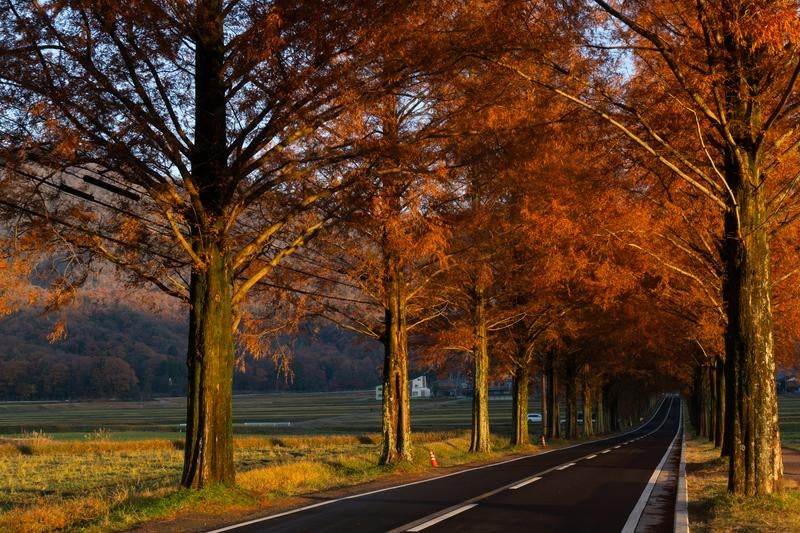 夕陽に染まる紅葉のメタセコイア並木道の写真